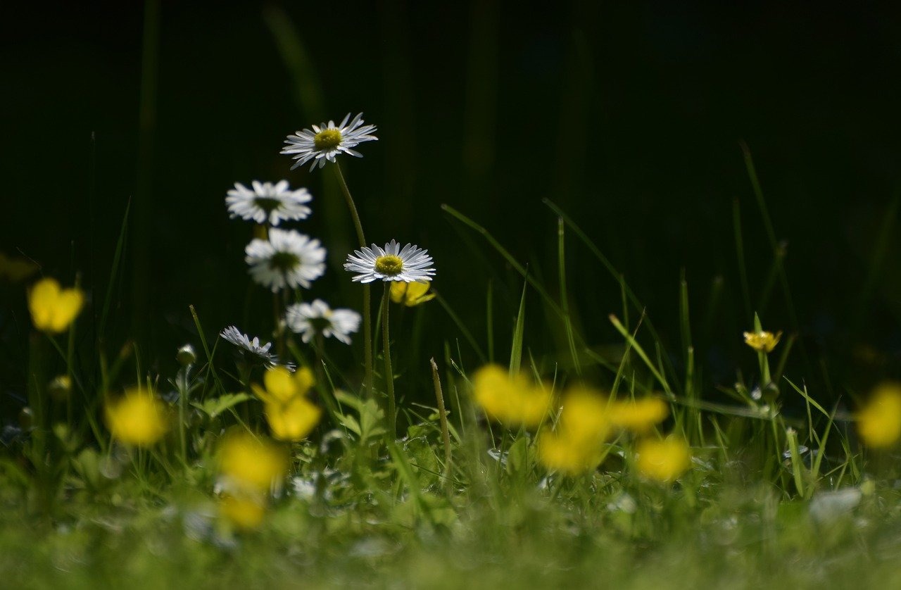 Fort Myers Beach Lawn Care Maintenance Cost